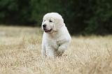GOLDEN RETRIEVER 704